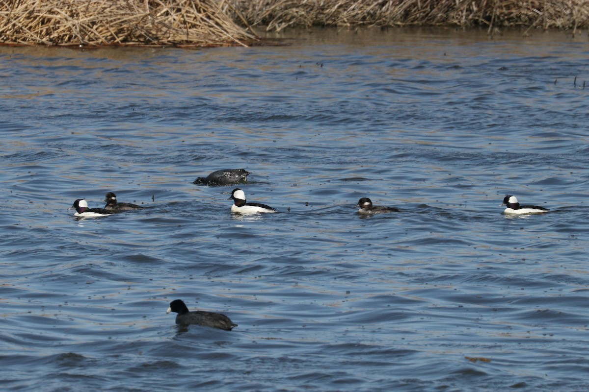 Bufflehead - ML225029891