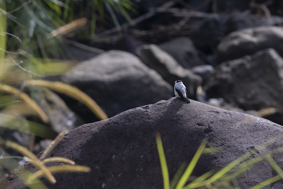 Torrent Flyrobin (Torrent) - ML225030011