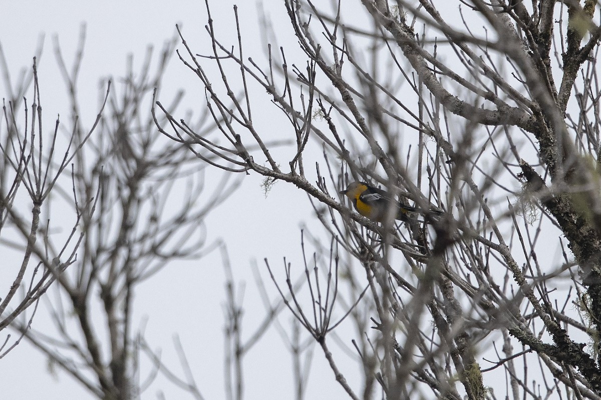 Black-breasted Boatbill - ML225030651