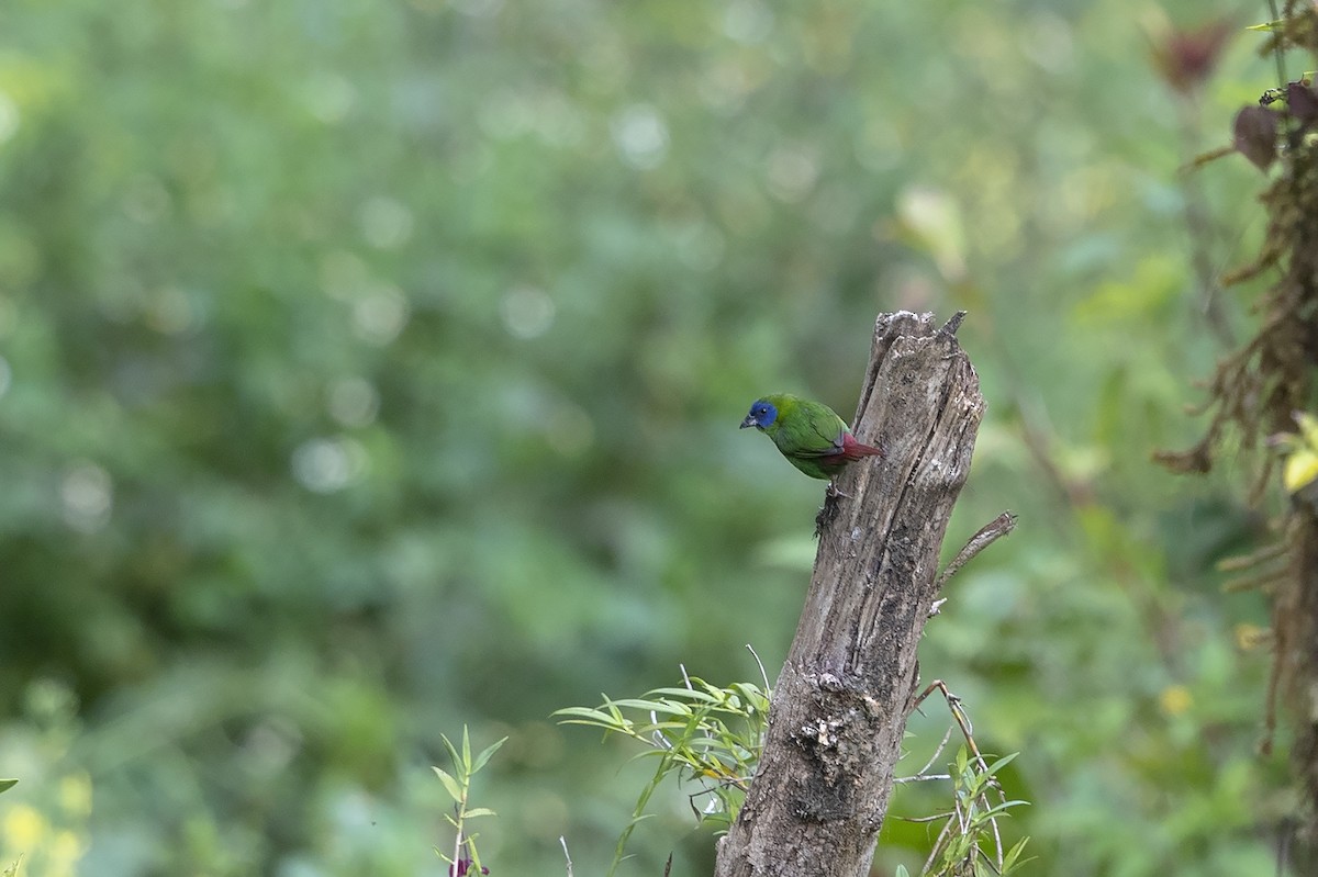 Blue-faced Parrotfinch - Niall D Perrins