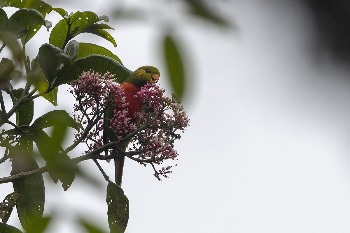 Orange-billed Lorikeet - ML225030671