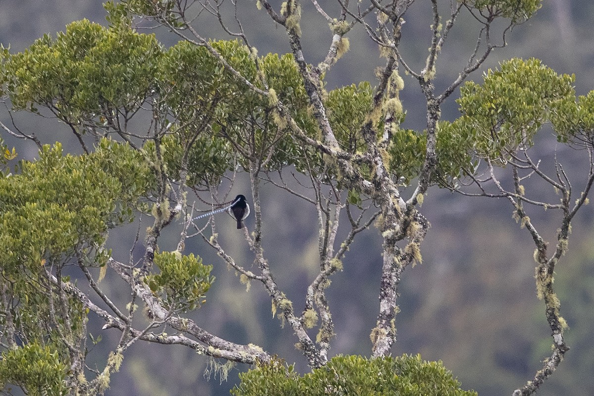 King-of-Saxony Bird-of-Paradise - ML225030721