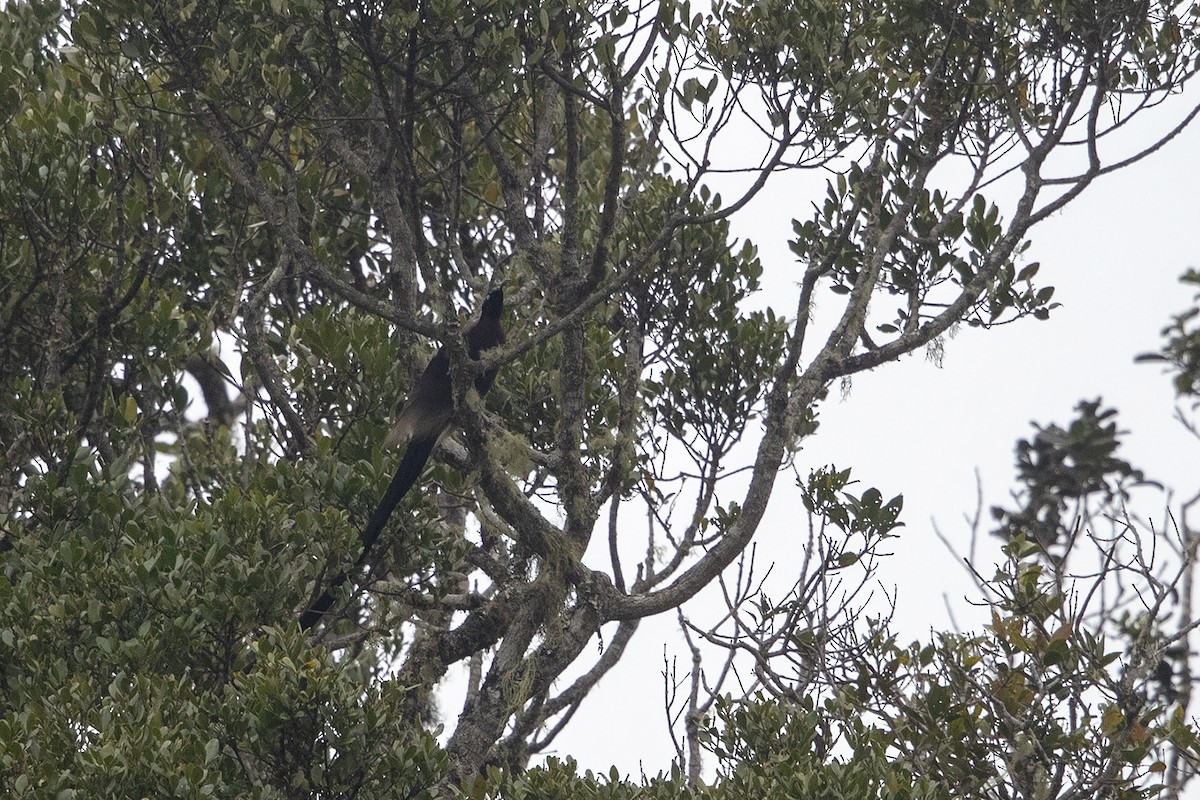 Brown Sicklebill - ML225030731