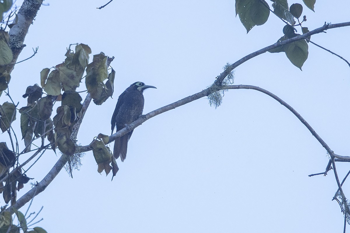 Yellow-browed Melidectes - ML225031691