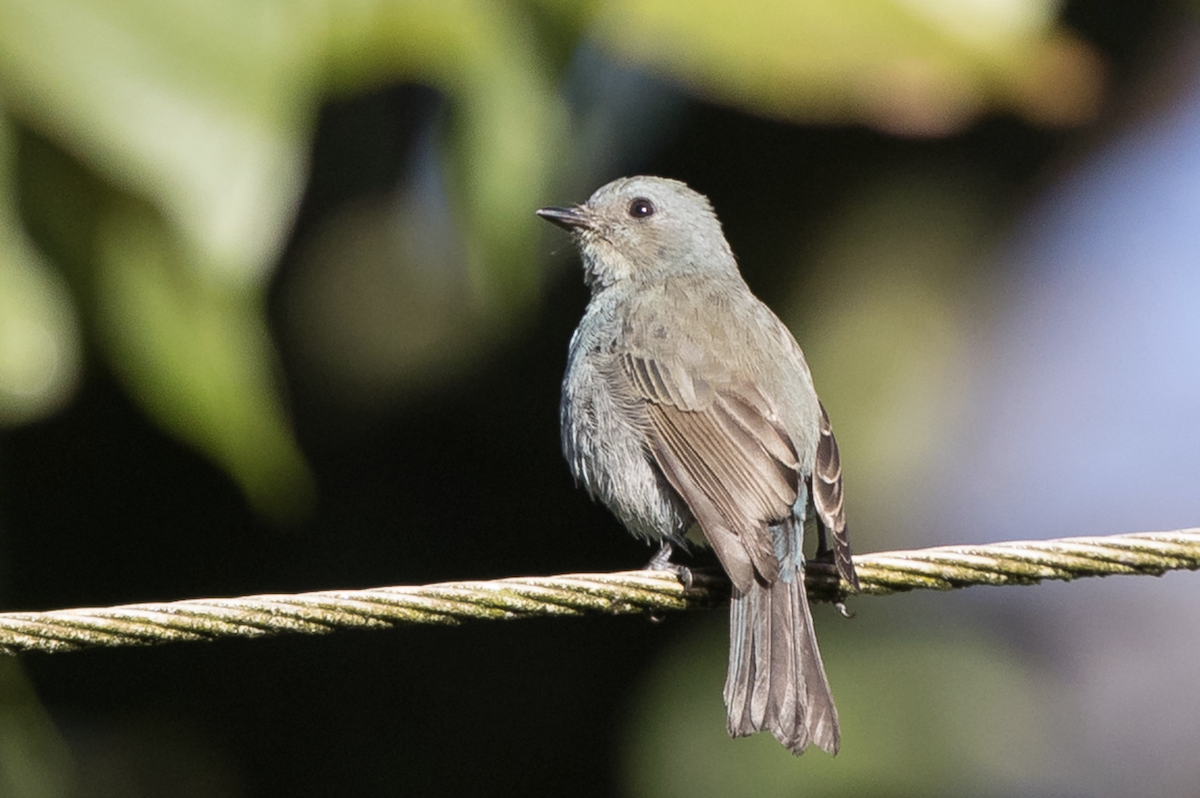 Nilgiri Flycatcher - ML225031951