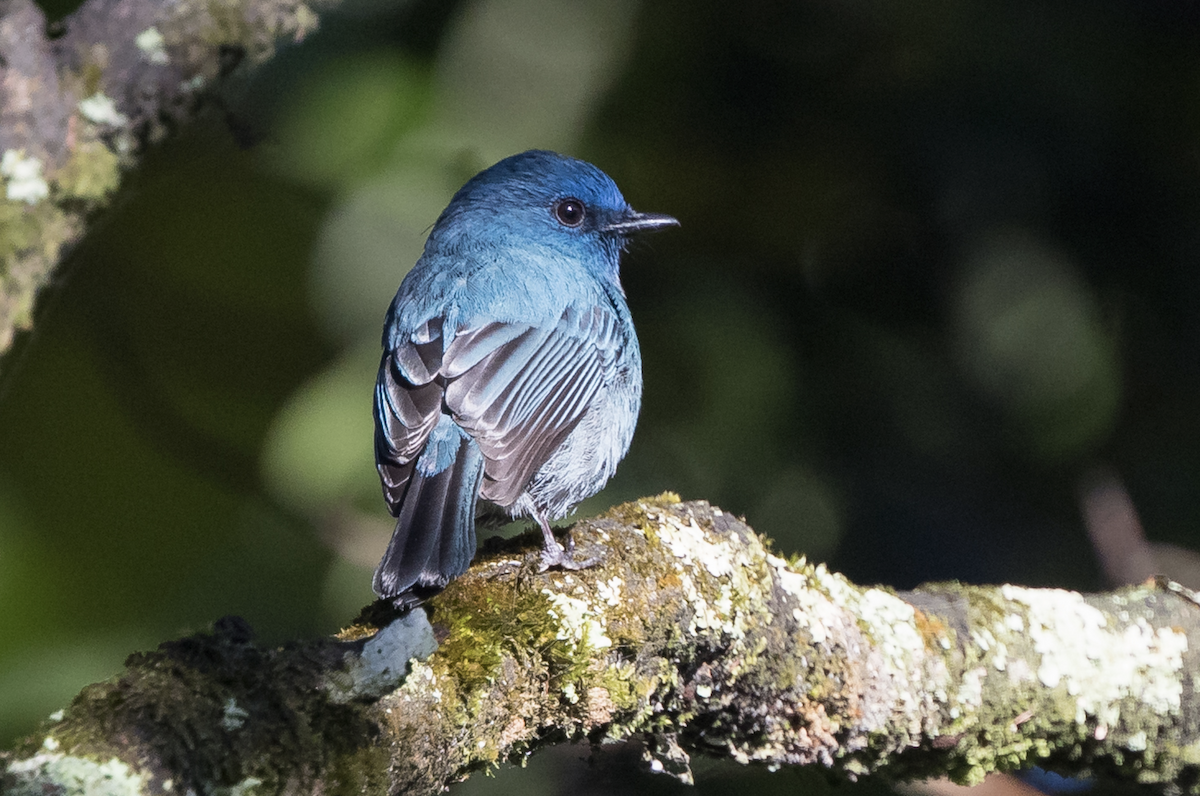 Nilgiri Flycatcher - ML225031961