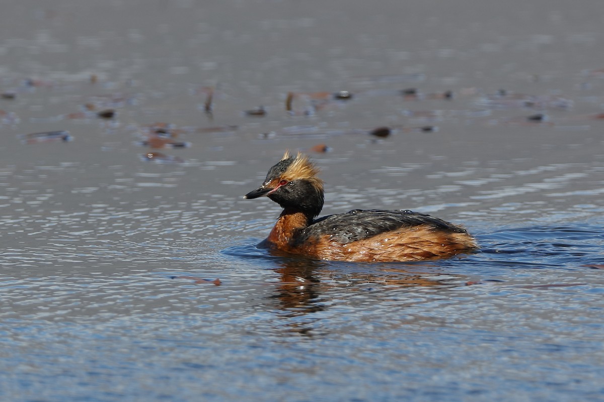 Horned Grebe - ML225032091