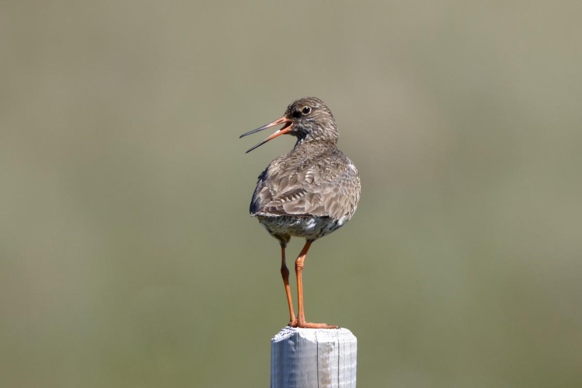 Common Redshank - ML225032151