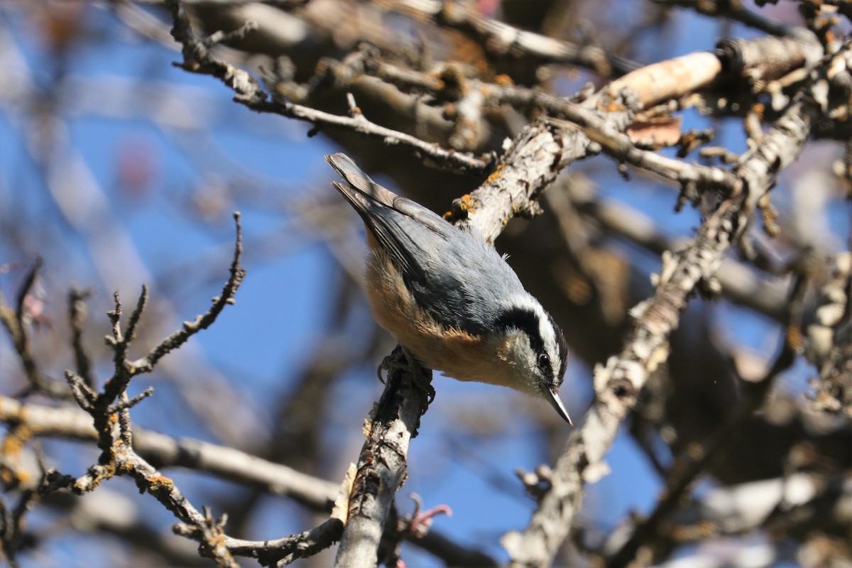 Red-breasted Nuthatch - ML225032601