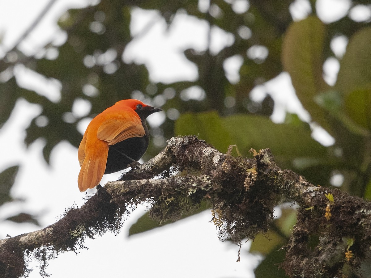 Crested Satinbird (Red) - ML225032671