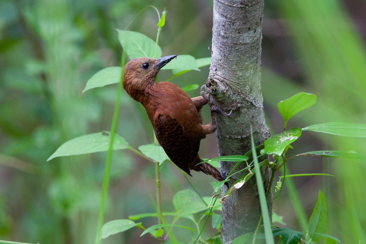 Rufous Woodpecker - ML225034121