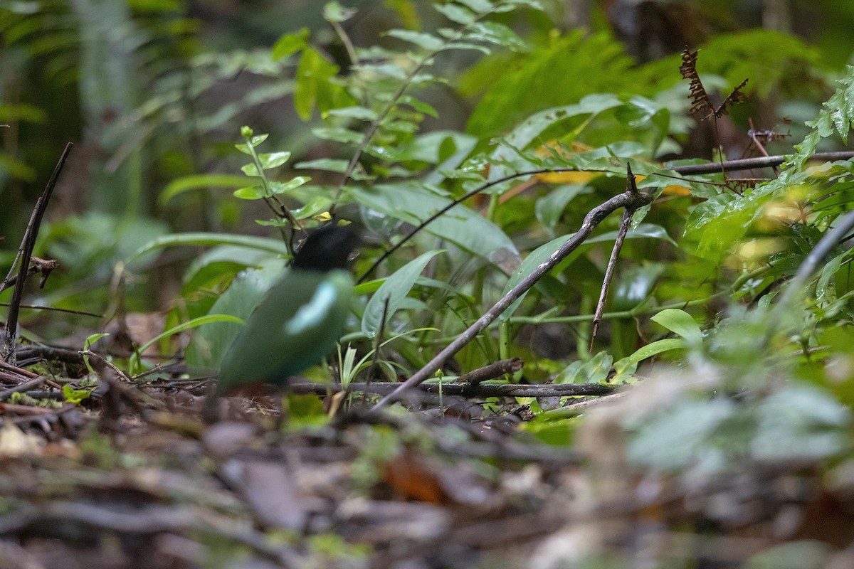 Eastern Hooded Pitta (Papuan) - ML225035541