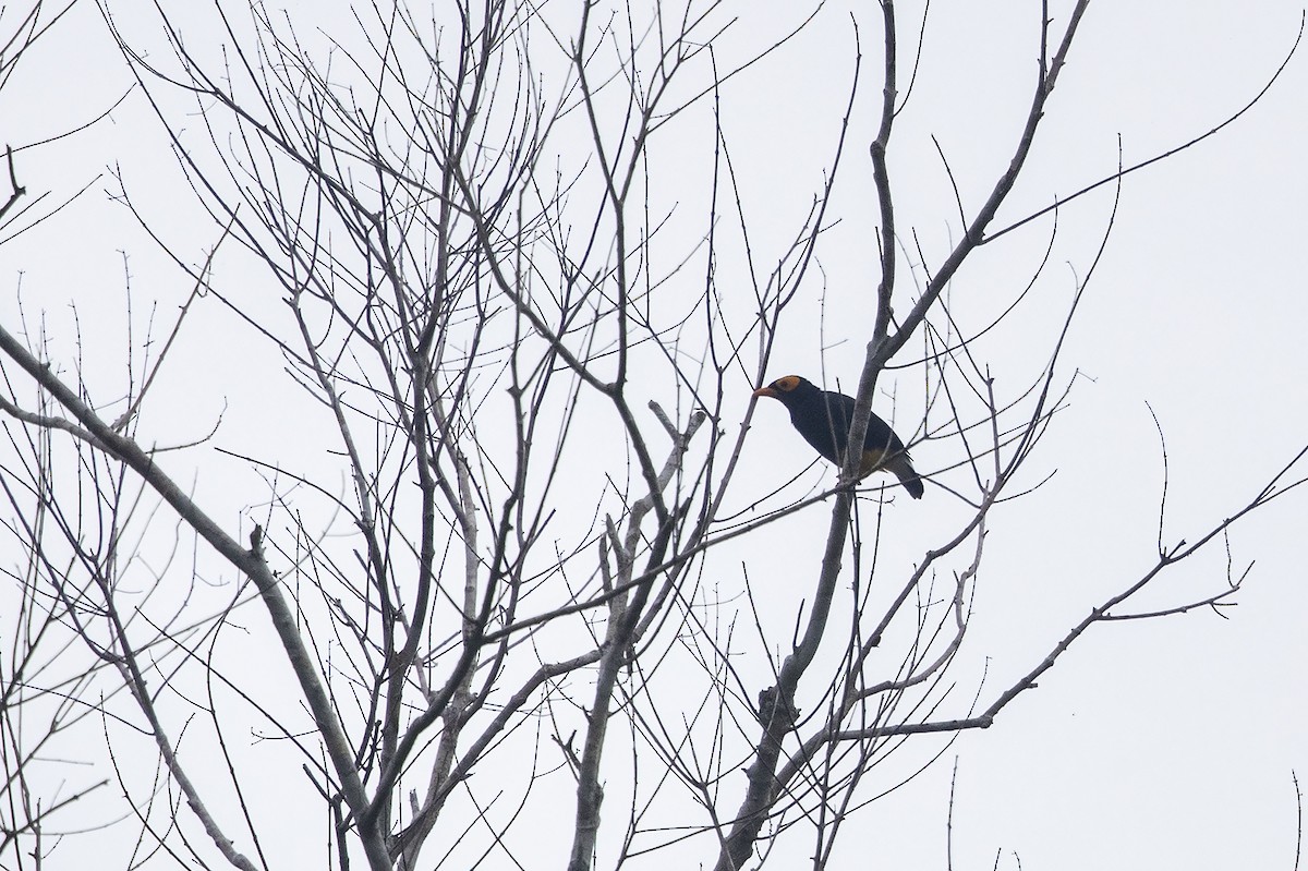 Yellow-faced Myna - ML225035631