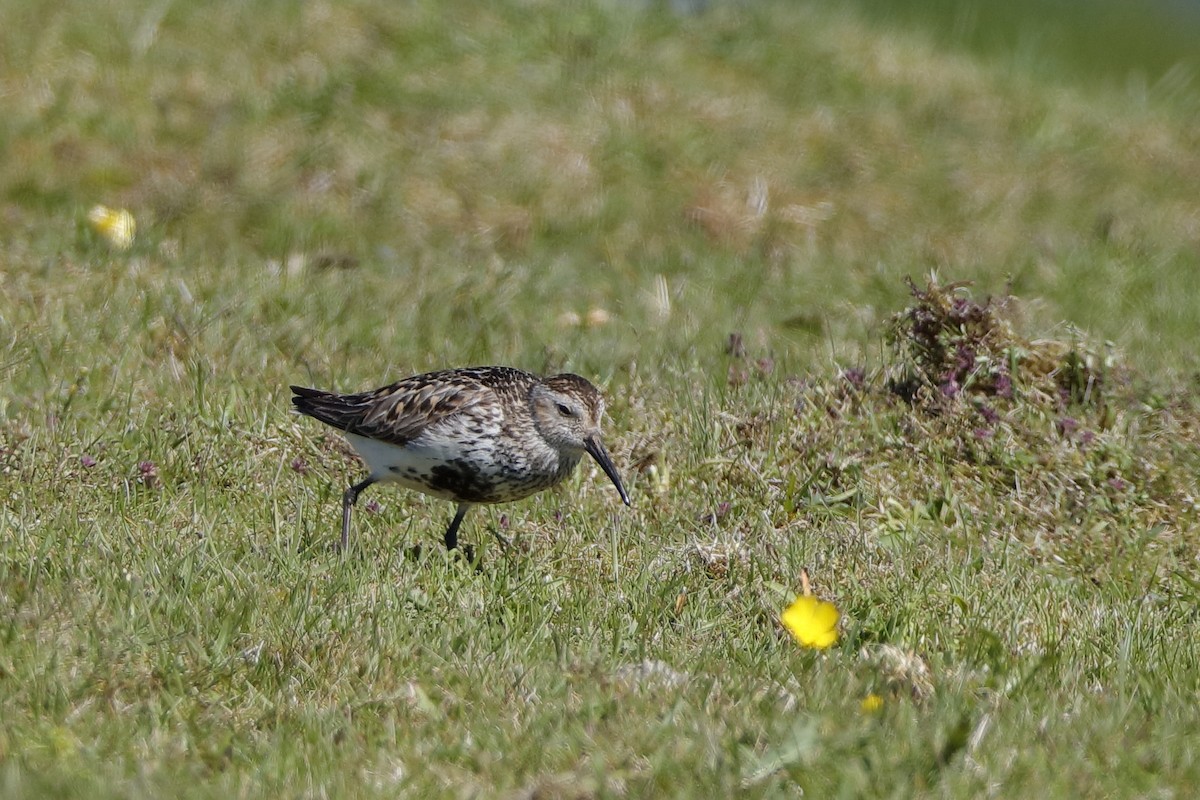 Dunlin - ML225035981