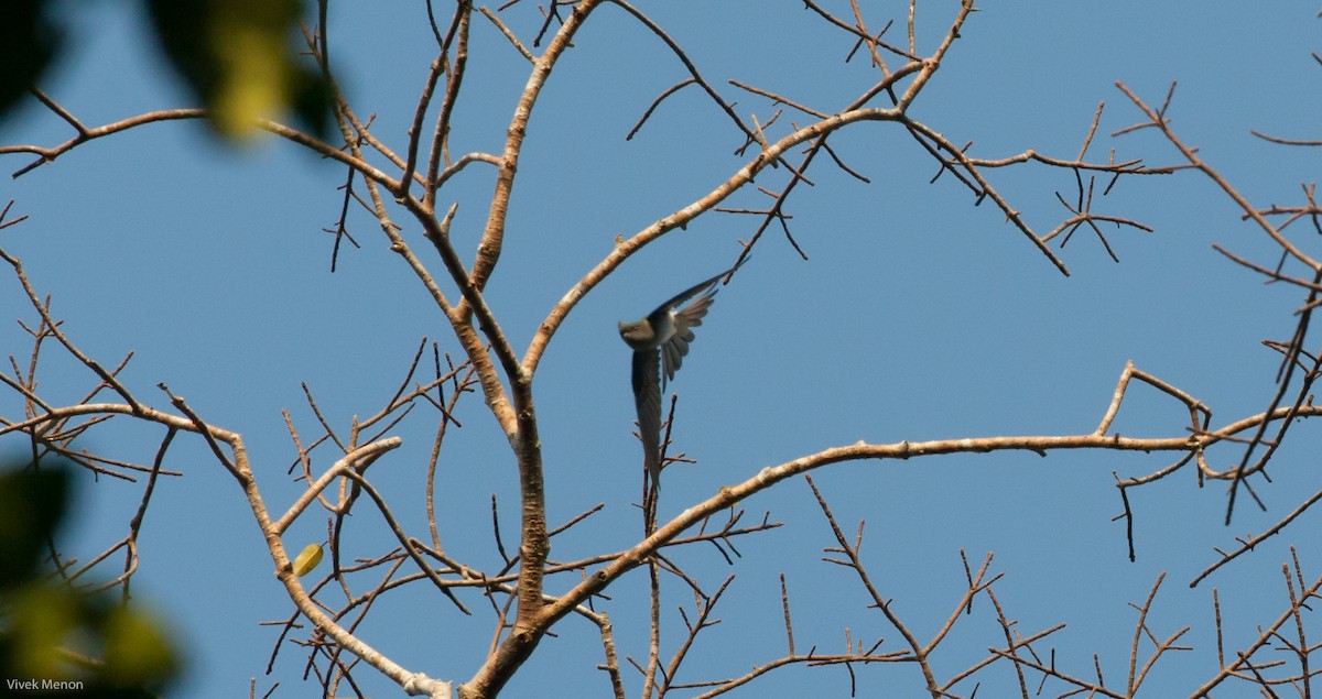 Gray-rumped Treeswift - Vivek Menon