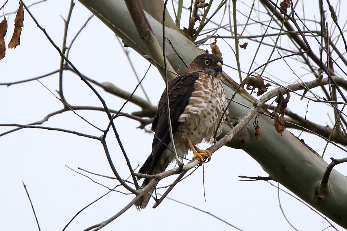 Chinese Sparrowhawk - ML225037531