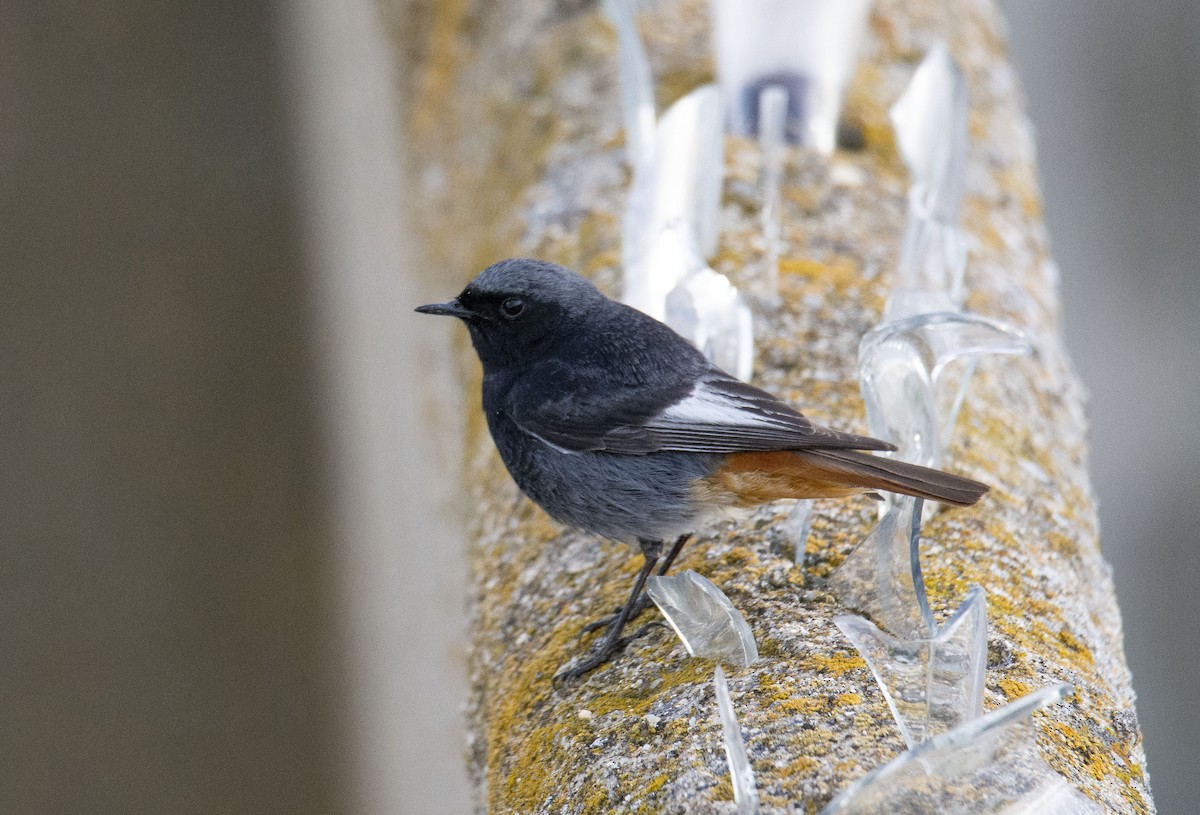 Black Redstart - ML225038091