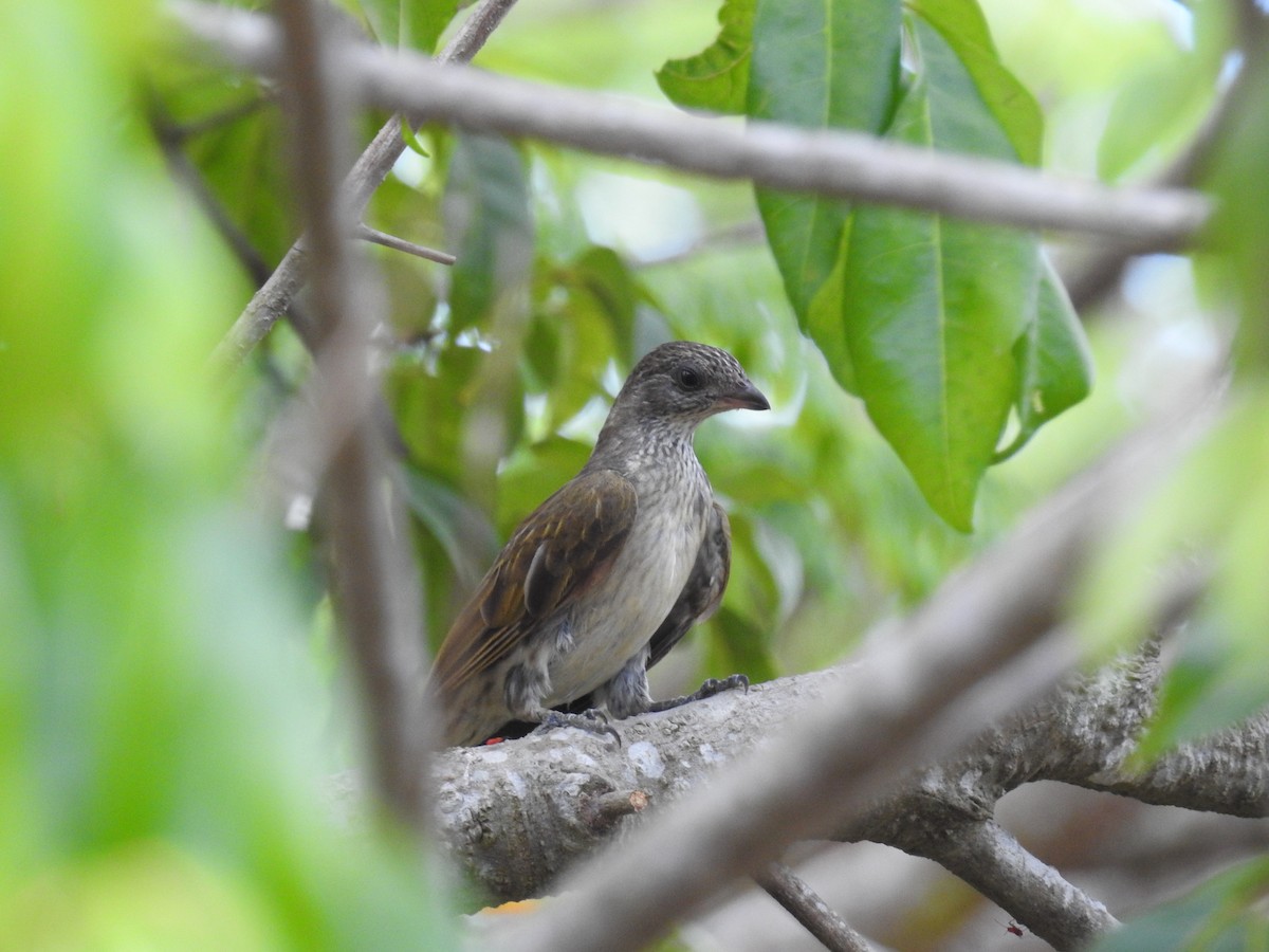 Scaly-throated Honeyguide - Heidi Ware Carlisle