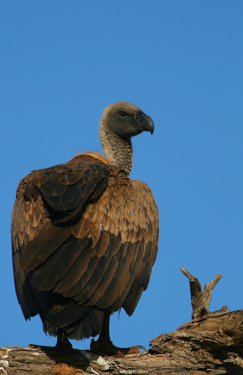 White-backed Vulture - ML225038231