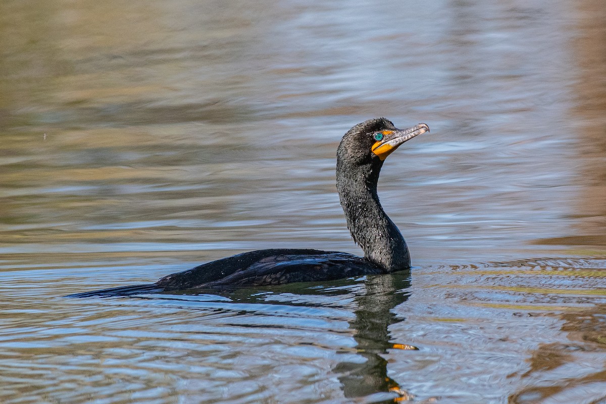 Double-crested Cormorant - ML225039401