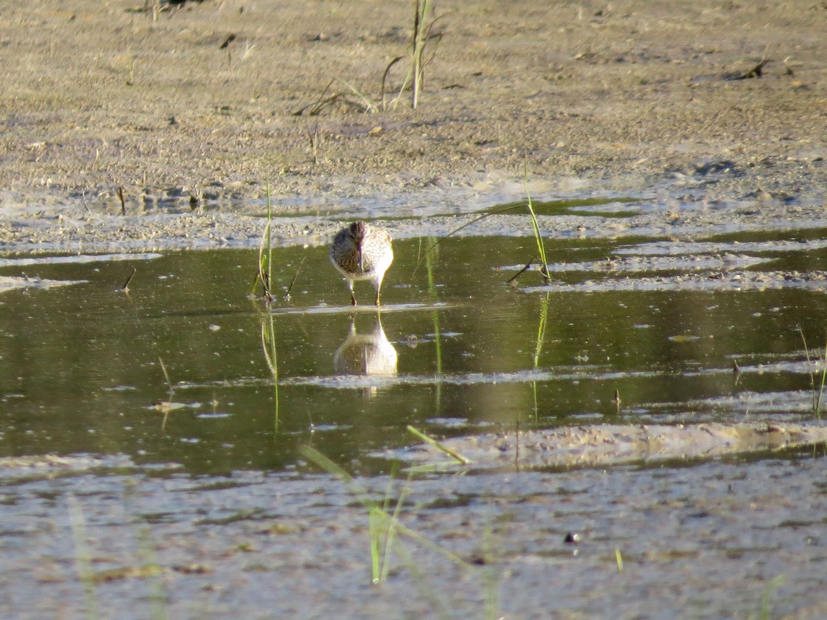 Pectoral Sandpiper - ML225041321