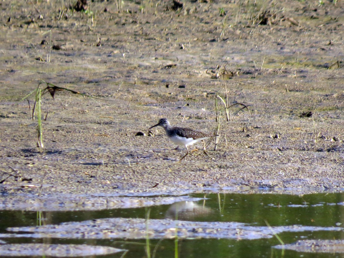 Solitary Sandpiper - ML225041881