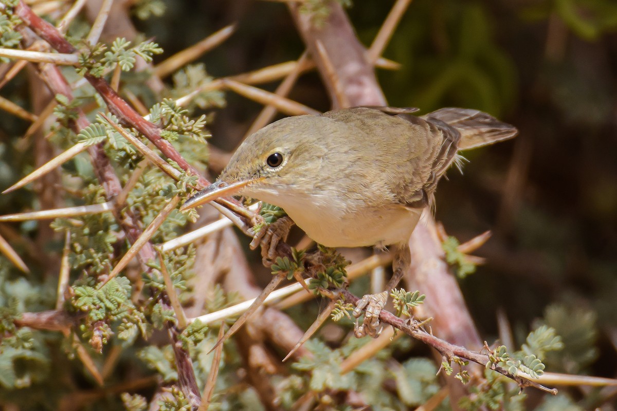 Eastern Olivaceous Warbler - ML225045351