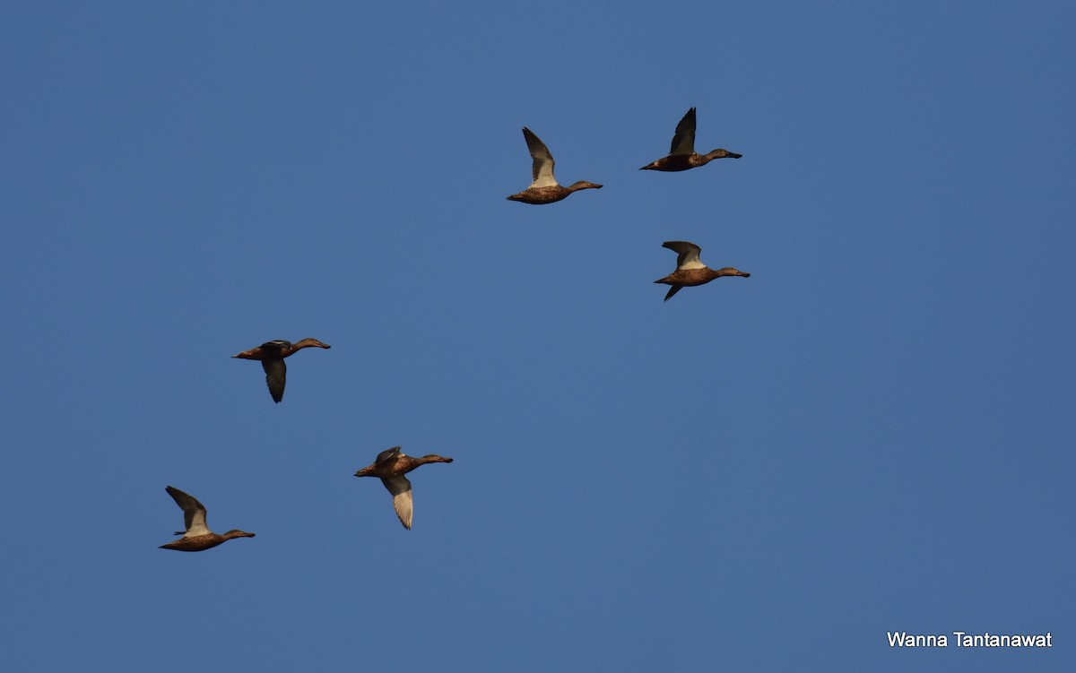 Northern Shoveler - ML225045921