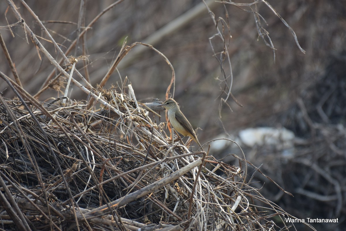 Oriental Reed Warbler - ML225046161