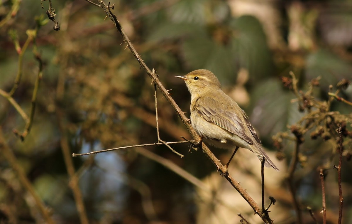 Iberian Chiffchaff - ML225047461