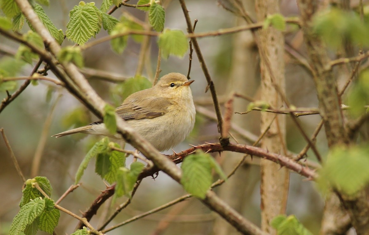 Iberian Chiffchaff - ML225047491