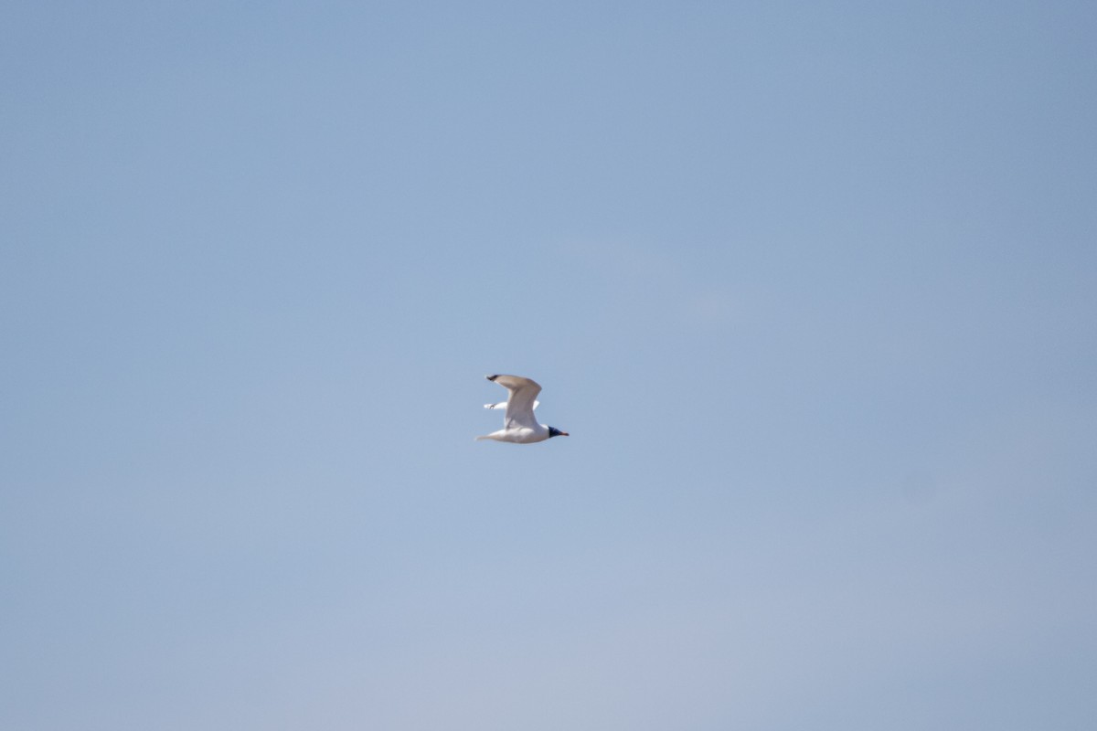 Pallas's Gull - ML225047771