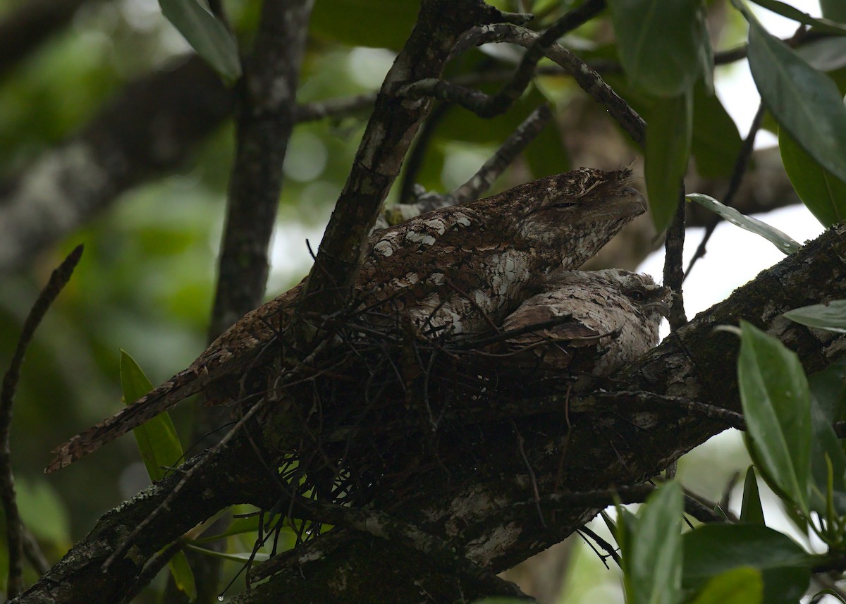 Papuan Frogmouth - ML225047941