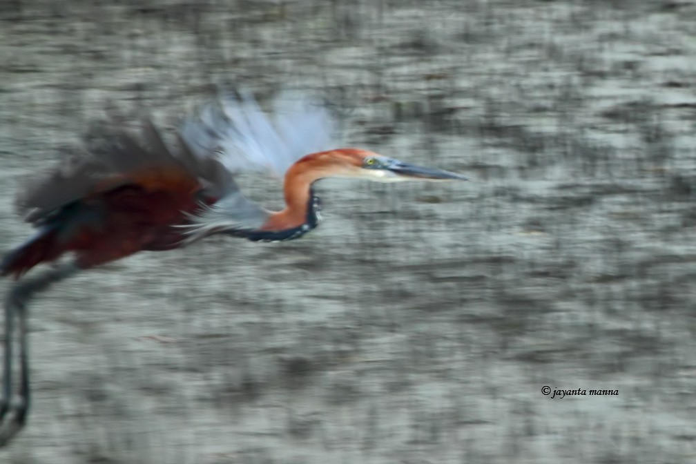 Goliath Heron - ML225048131