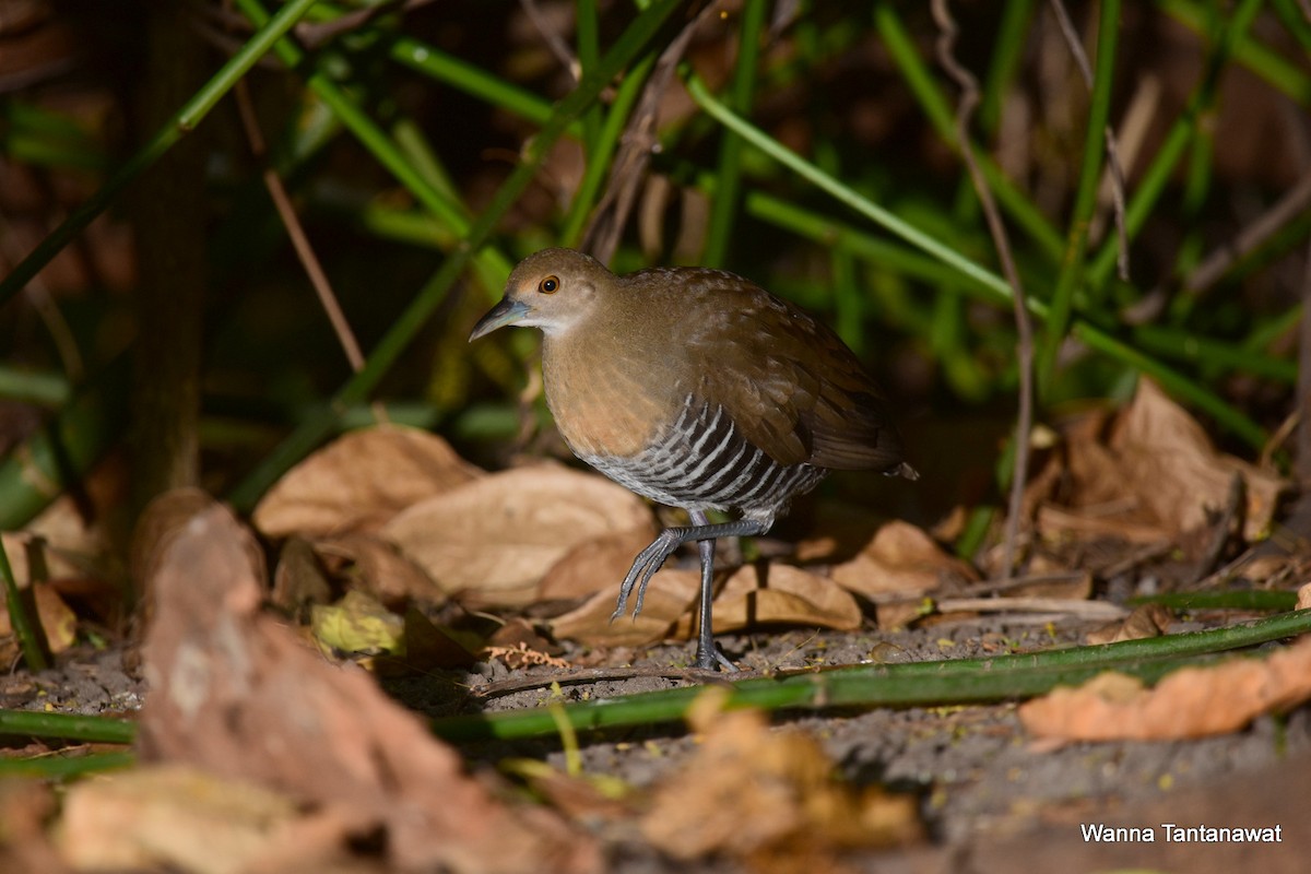 Slaty-legged Crake - ML225048841