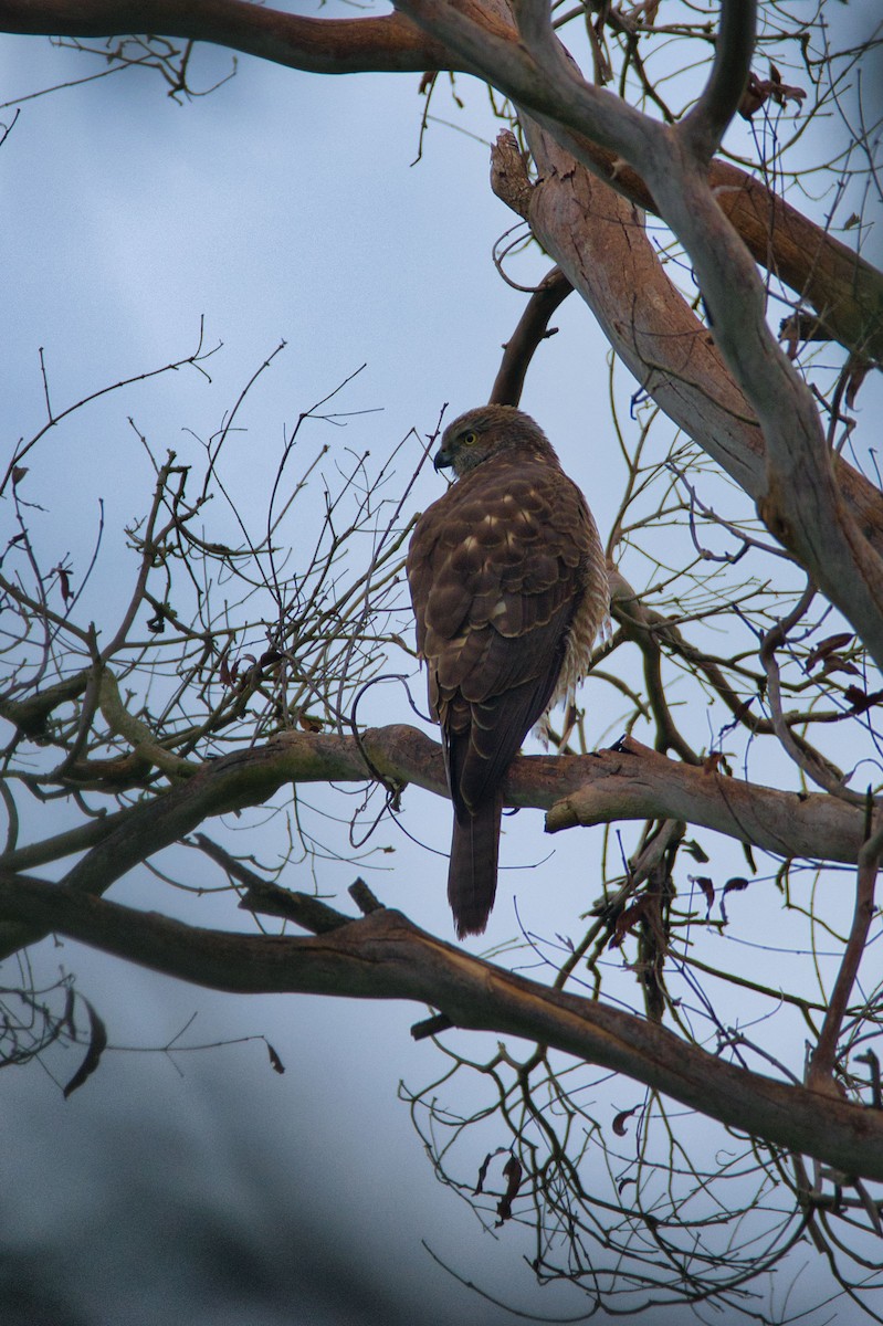 Brown Goshawk - Ken Crawley