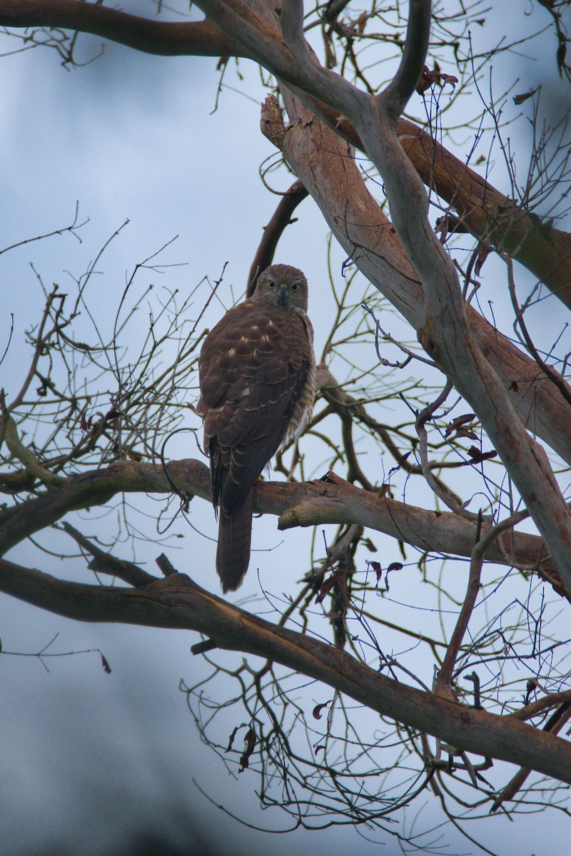 Brown Goshawk - Ken Crawley