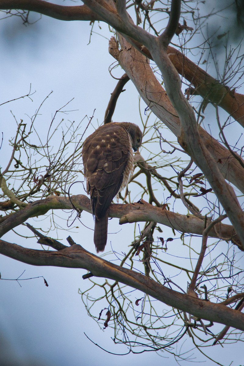 Brown Goshawk - Ken Crawley