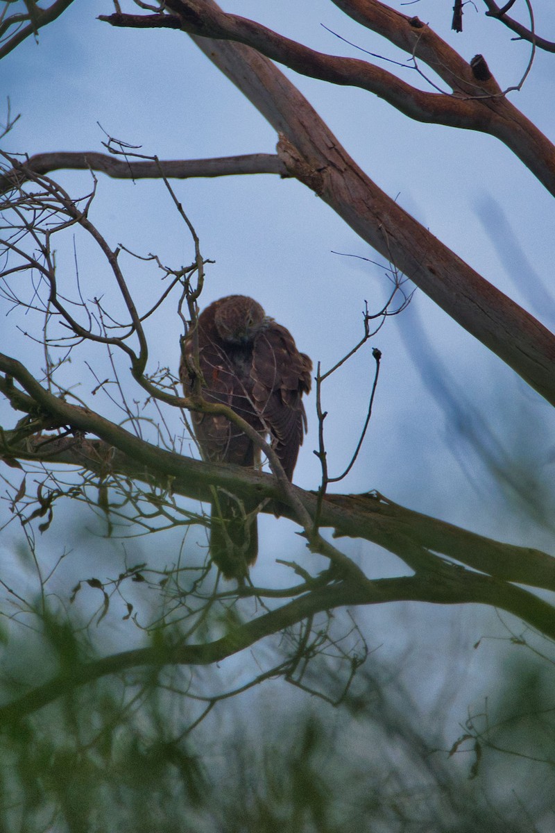 Brown Goshawk - ML225049471