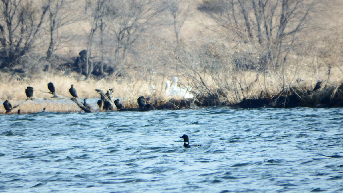 Common Loon - ML225049941