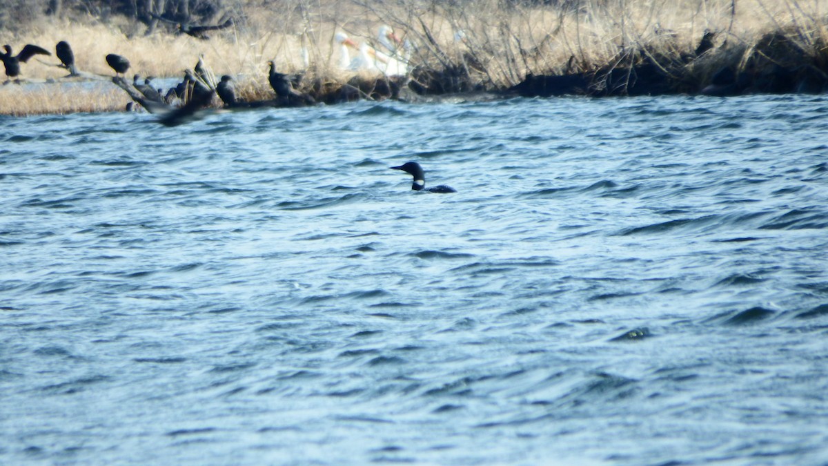 Common Loon - Aaron Ludwig