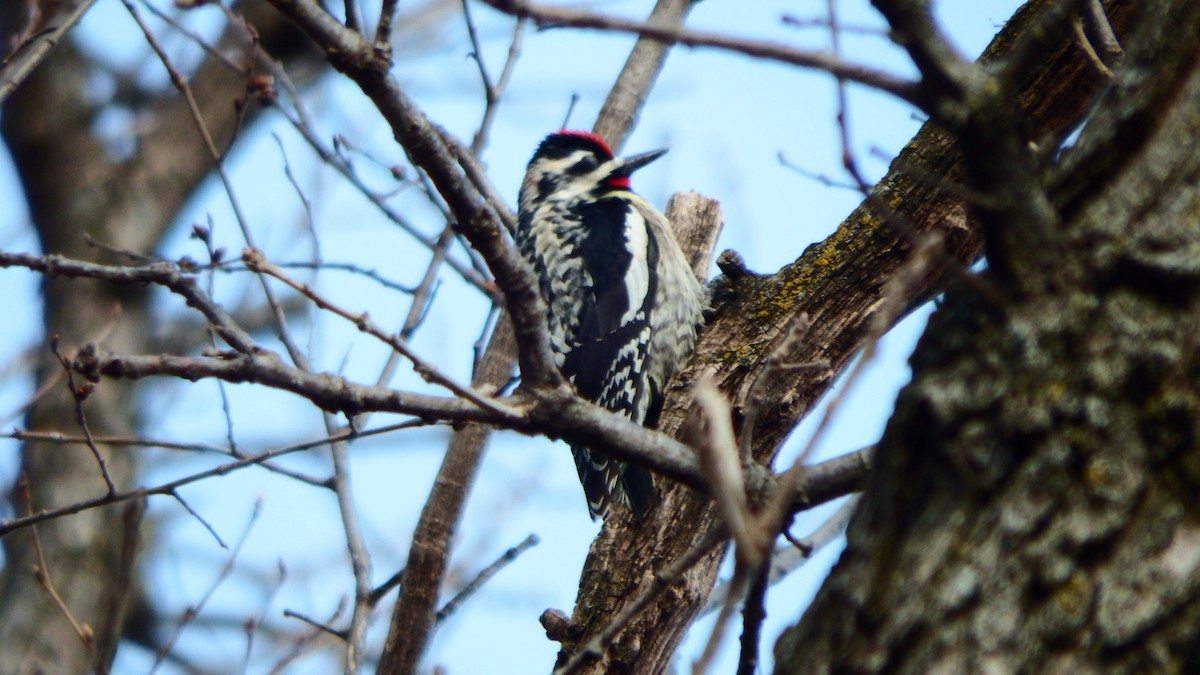 Yellow-bellied Sapsucker - ML225050011