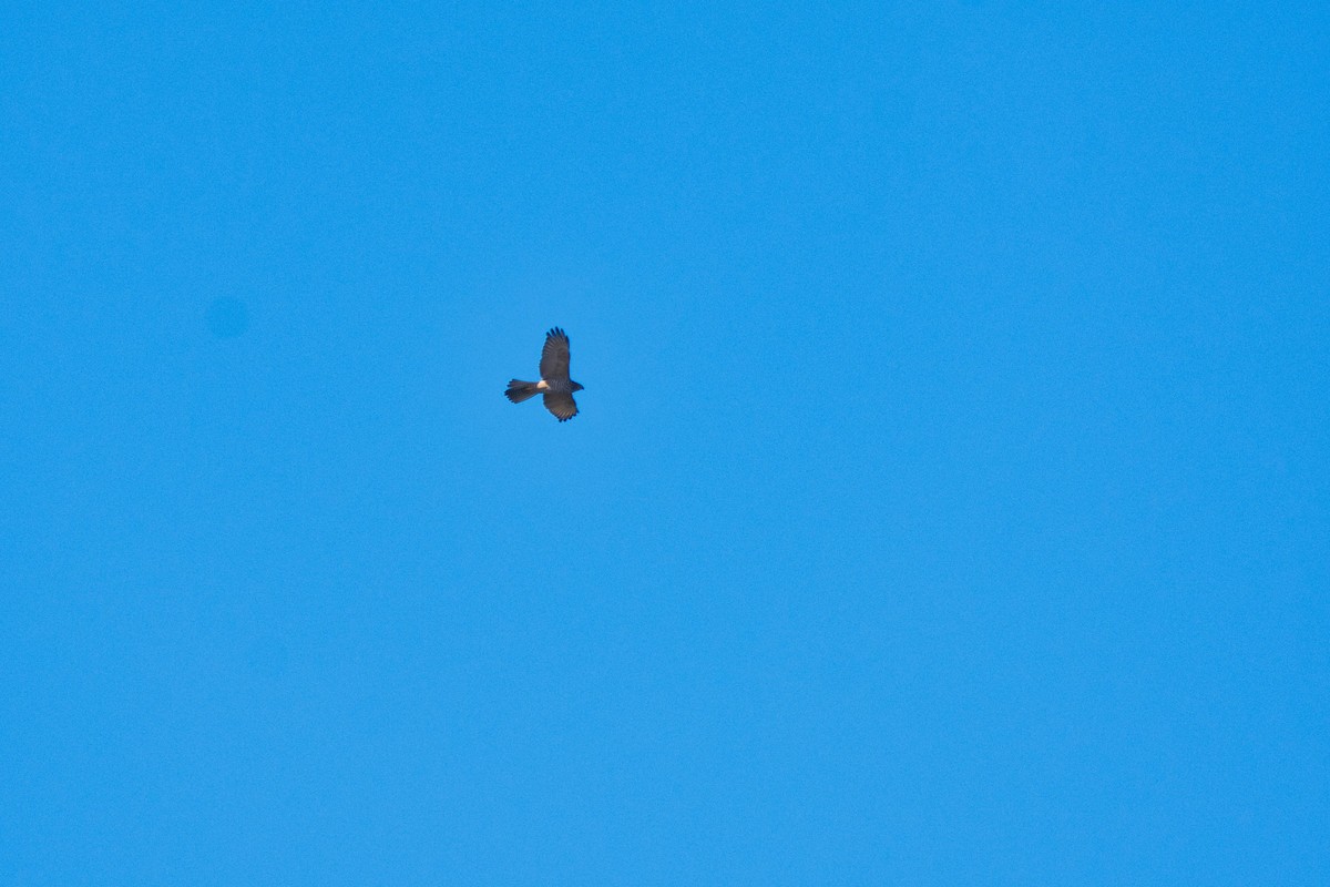 Brown Goshawk - Ken Crawley