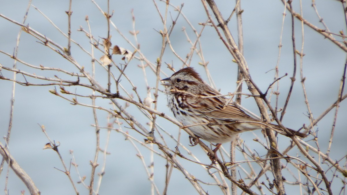 Song Sparrow - ML225051561