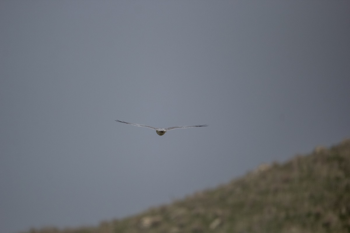 Pallid Harrier - ML225052961
