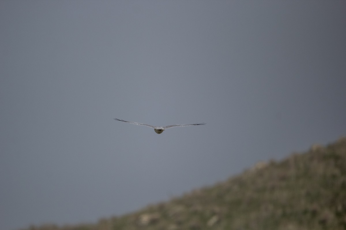 Pallid Harrier - ML225052961