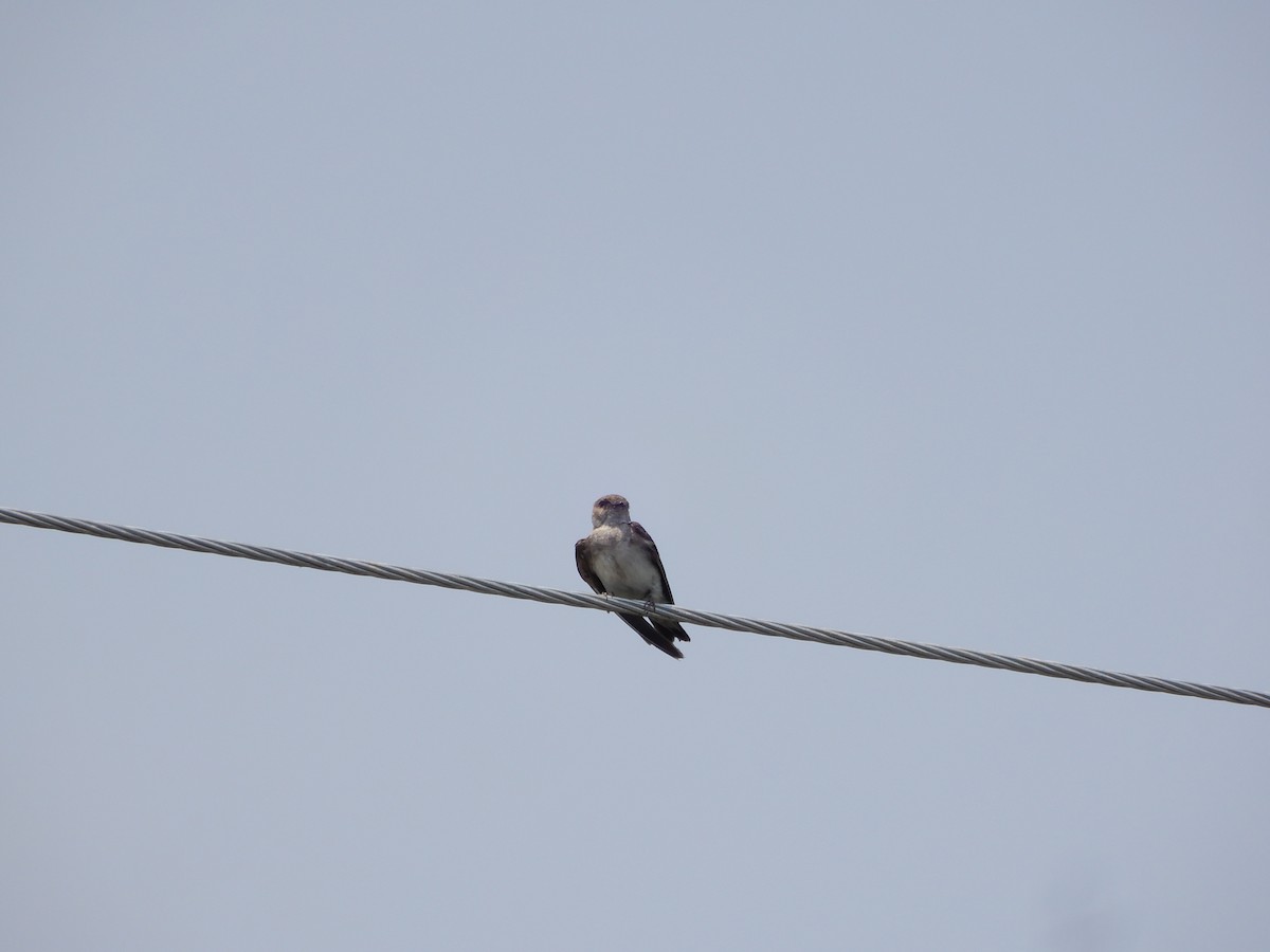 Gray-throated Martin - ML225054391