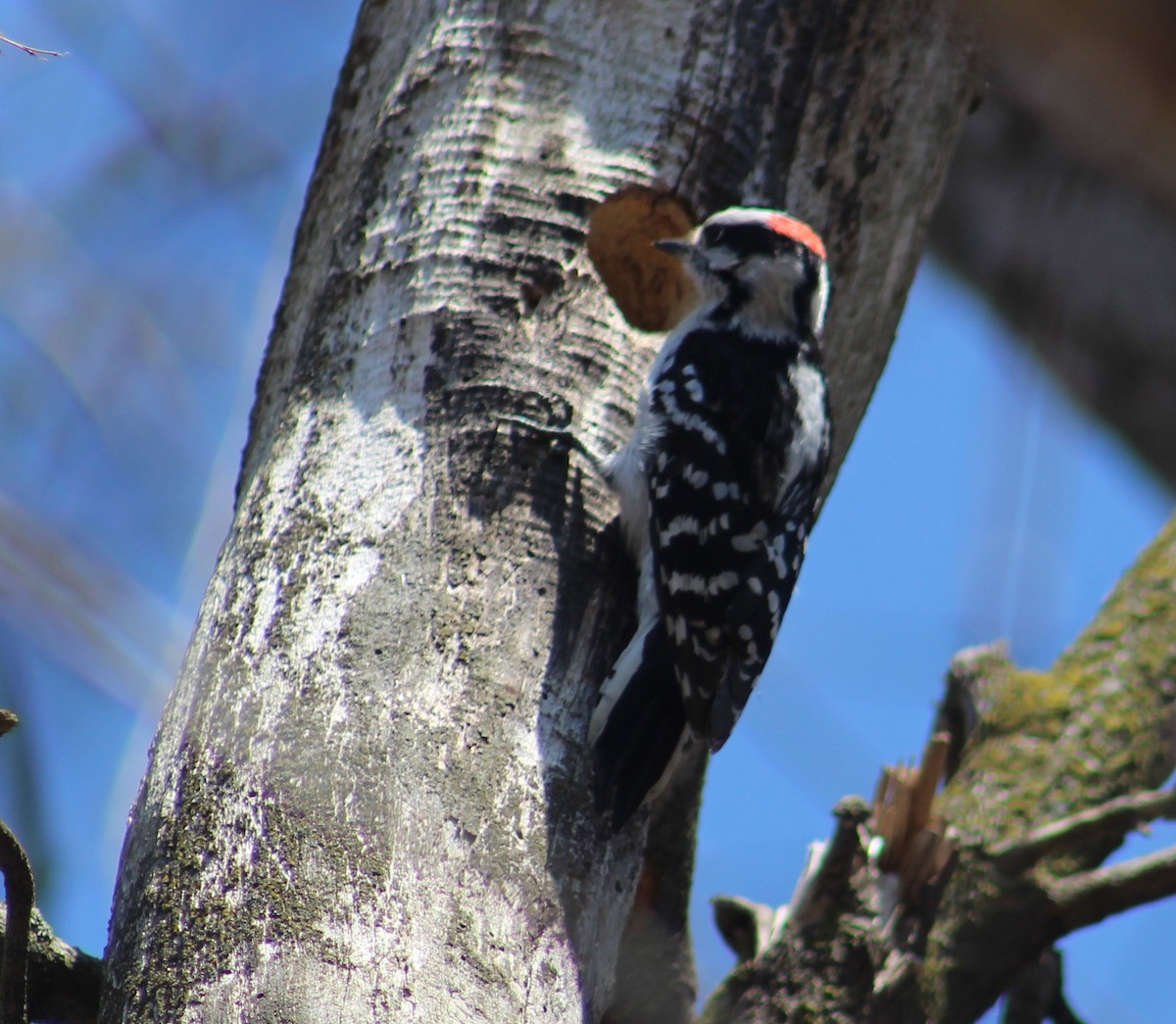 Downy Woodpecker - ML225056111