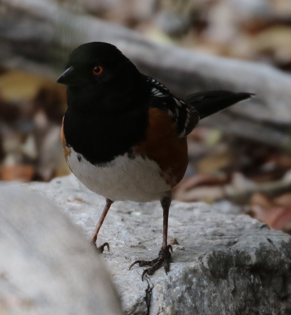 Spotted Towhee - ML225057771