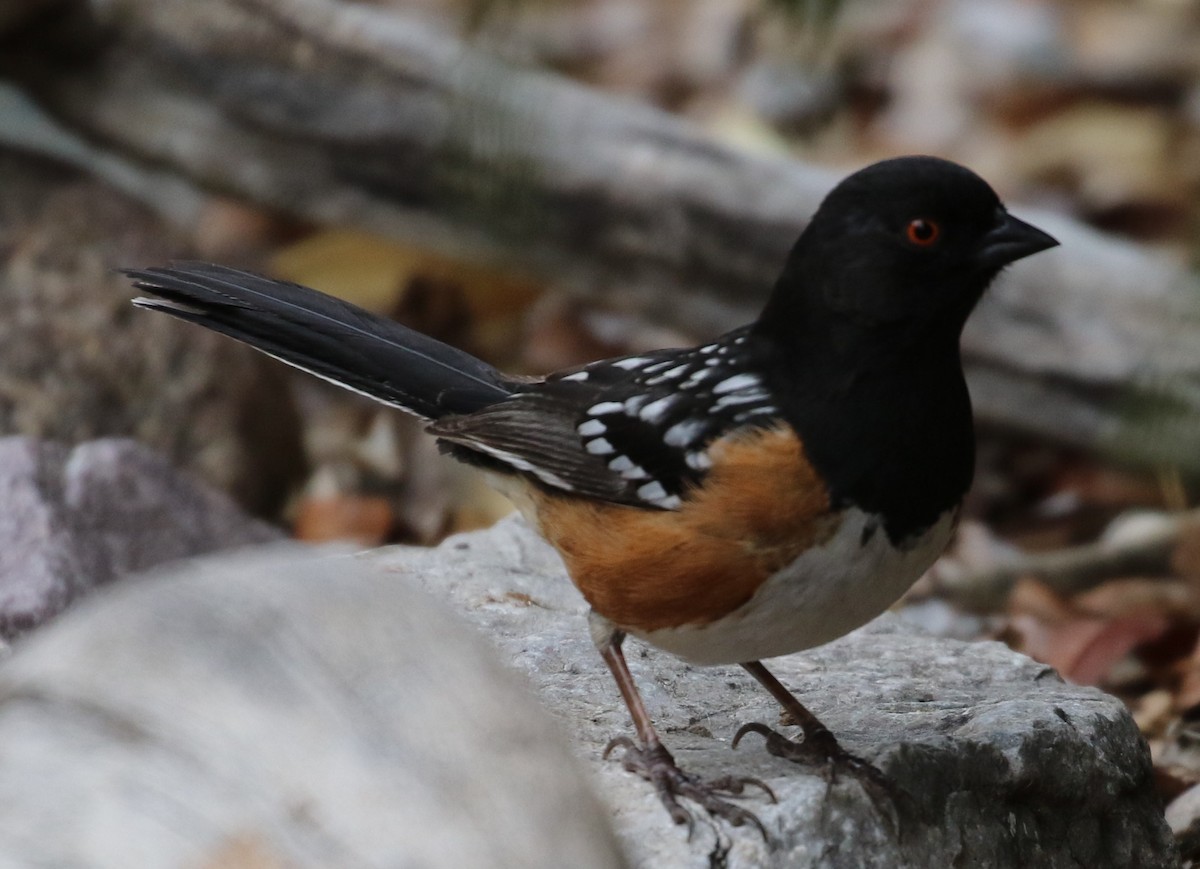 Spotted Towhee - ML225057851